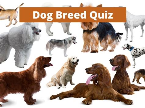 Types Of Dogs Quiz