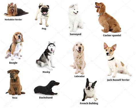 Types Of Dogs Races