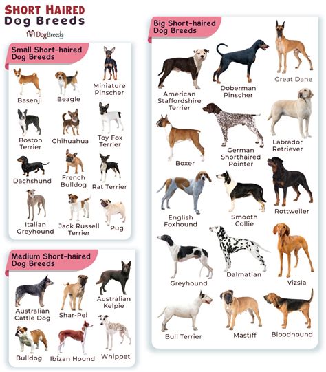 Types Of Dogs Short Hair