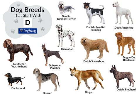 Types Of Dogs Starting With D
