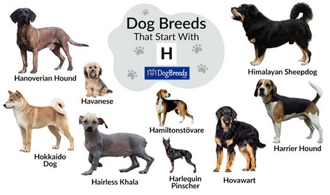 Types Of Dogs Starting With H