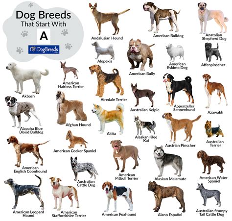 Types Of Dogs Starting With N