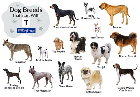 Types Of Dogs Starting With T