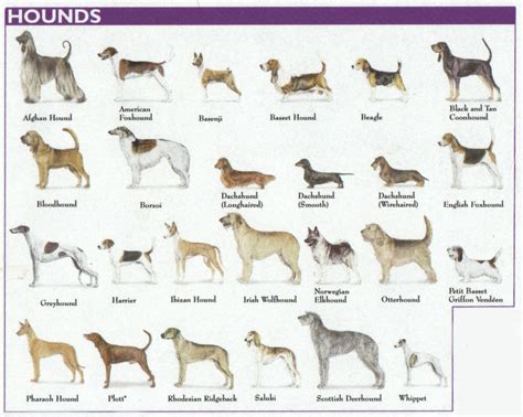 Types Of Dogs That Have 7 Letters