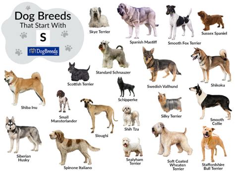 Types Of Dogs That Start With S