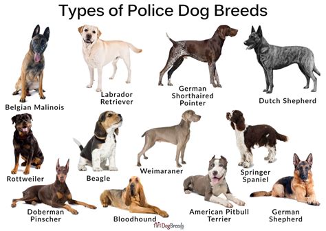 Types Of Dogs Used For Police Work
