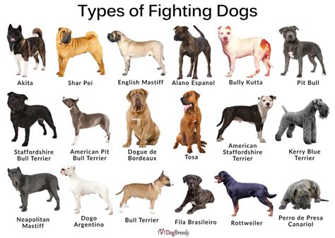Types Of Dogs Used In Dog Fighting