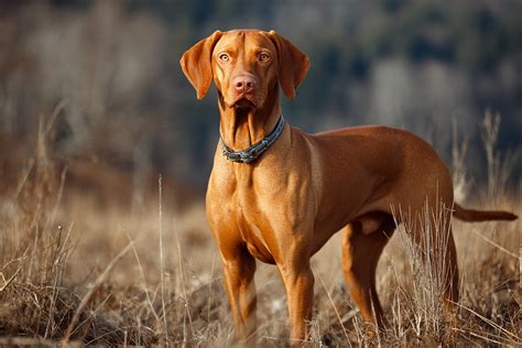 Types Of Dogs Vizsla