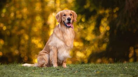 Types Of Dogs Yellow