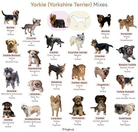 Types Of Dogs Yorkie