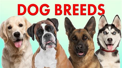 Types Of Dogs Youtube