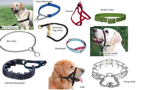 Types Of E Collars For Dogs