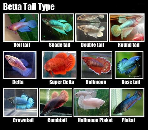 Types Of Female Betta