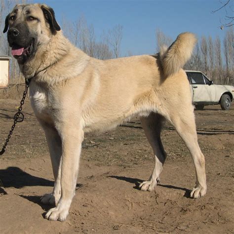 Types Of Kangal Dogs
