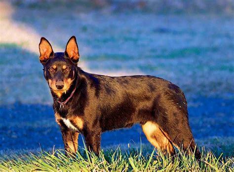 Types Of Kelpie Dogs