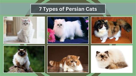 Types Of Persian Cats