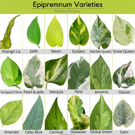 Types Of Pothos Chart