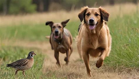 Types Of Quail Dogs