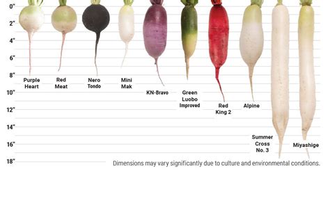 Types Of Radishes Chart