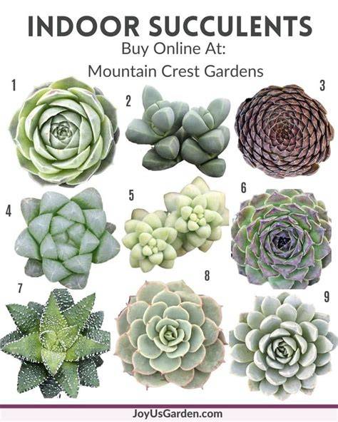 Types Of Small Indoor Succulents