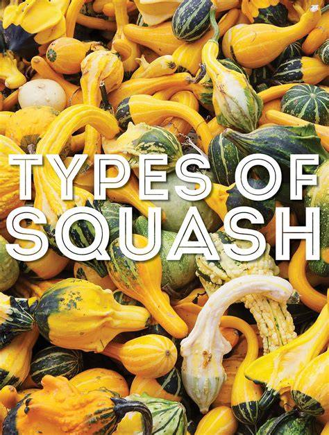 Types Of Squash Chart
