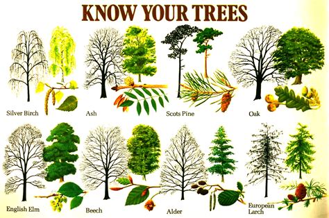 Types Of Trees Chart