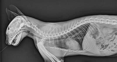 Types Of X Rays For Dogs