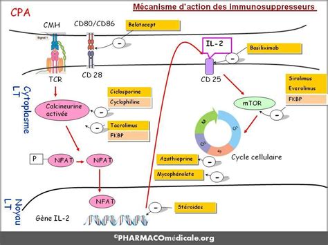 Types d'immunosuppresseurs