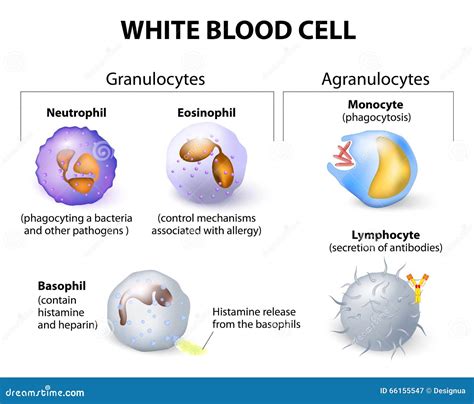 Types de globules blancs