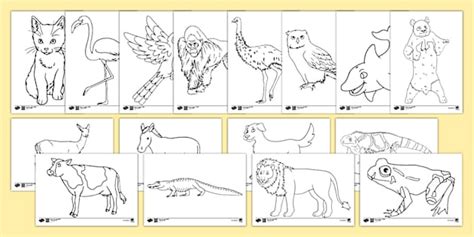 Types of Animal Colouring Sheets Available