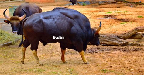 Types of Animal Themes Available