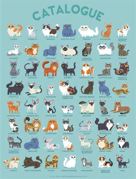 Types of Cat Illustration Books