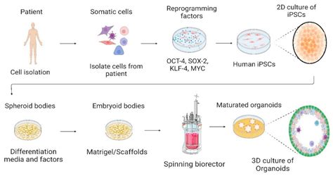Types of Cells Used and Proven Efficacy
