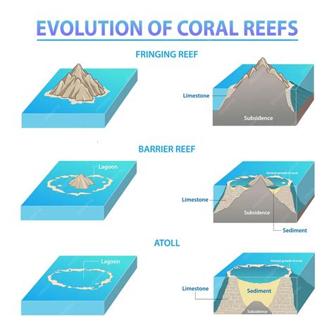 Types of Coral Reefs