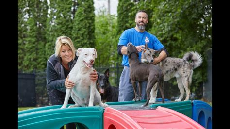 Types of Dog Boarding Troy Mi Options