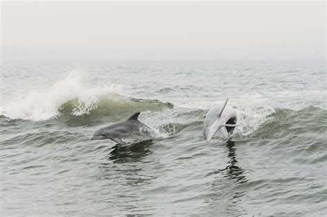 Types of Dolphin Encounters