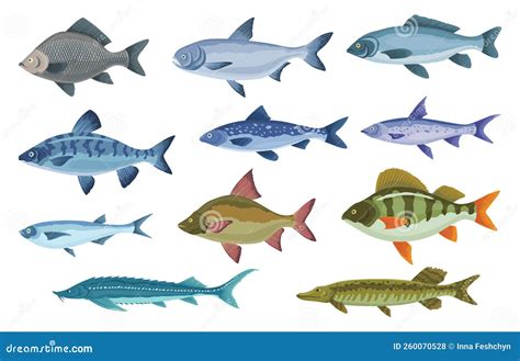 A diverse selection of fish illustrations, showcasing different styles and species