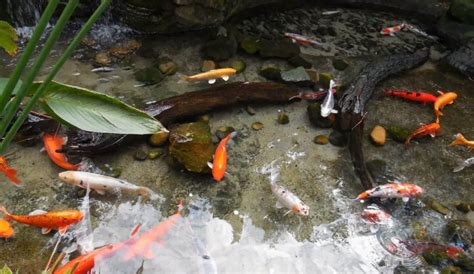 Types of Fish That Can Be Found in Ponds
