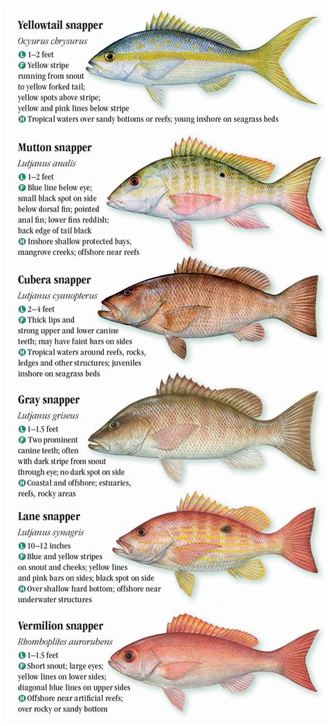 Types of Fish in Atlantic Beach