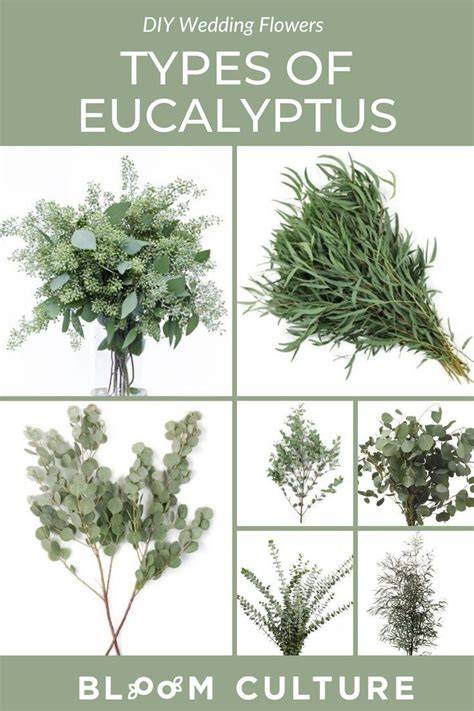 Types of Floral Images