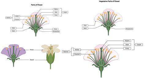 Types of Flower Diagrams