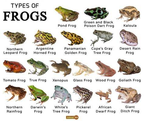 Types of Frogs Coloring Pages