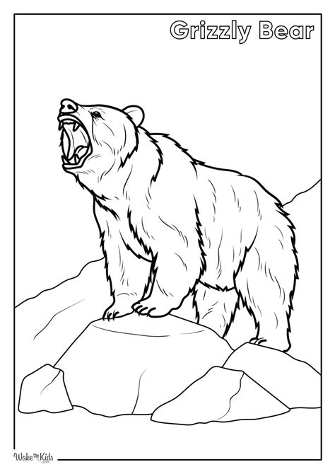 Types of Grizzly Bear Colouring Pages Available