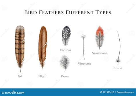Different types of hair feathers