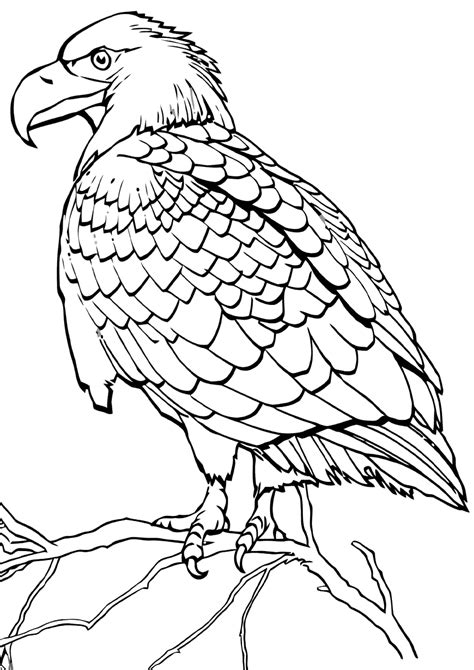 Types of Hawk Colouring Pages Available