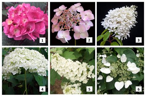 Types of Hydrangeas for Hair