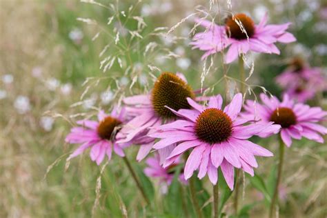 Types of June July Flowering Perennials