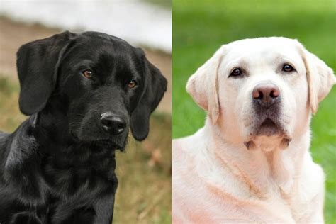 Types of Labrador Pages Available