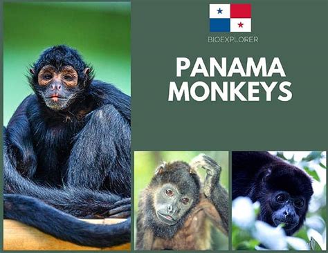 Types of Monkeys in Panama
