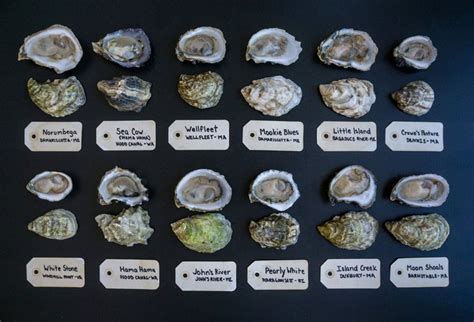 Types of Oysters